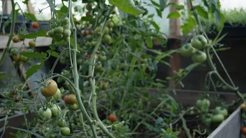 Tomato vines in greenhouse Stock Footage 114774571