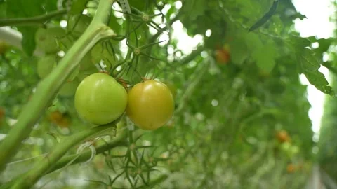 Tomato vines growing with support, clusters of ripe fruits in greenhouse Stock Footage 320400037