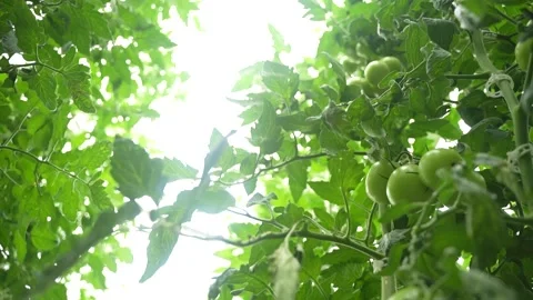 Tomato vines growing with support, clusters of ripe fruits in greenhouse Stock Footage 320400062