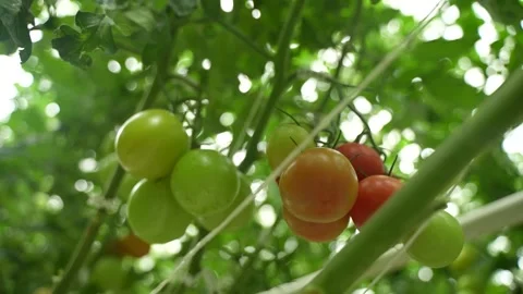 Tomato vines growing with support, clusters of ripe fruits in greenhouse Stock Footage 320400097