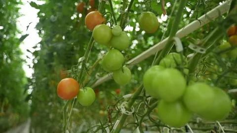 Tomato vines growing with support, clusters of ripe fruits in greenhouse Stock Footage 320400127