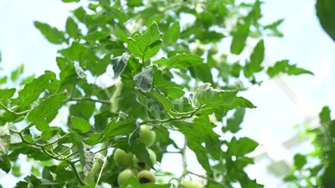 Tomato vines growing with support, clusters of ripe fruits in greenhouse Stock Footage 320400150