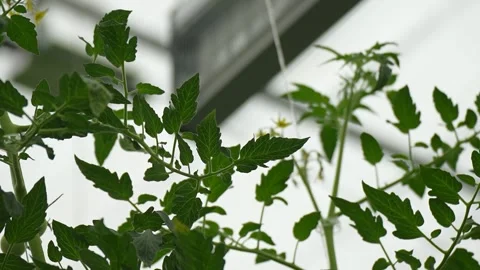 Tomato vines growing with support, clusters of ripe fruits in greenhouse Stock Footage 320400398