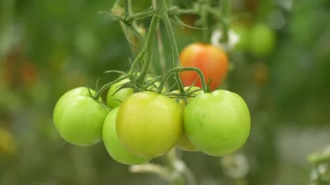 Tomato vines growing with support, clusters of ripe fruits in greenhouse Stock Footage 320400414