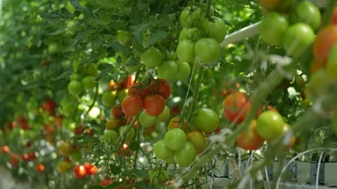 Tomato vines growing with support, clusters of ripe fruits in greenhouse Stock Footage 320400449