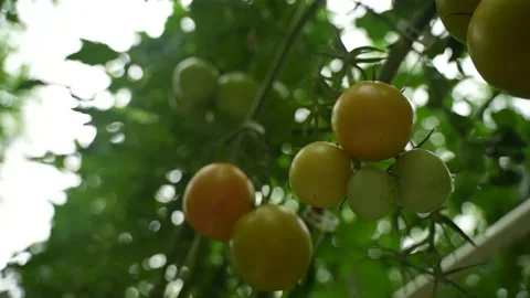 Tomato vines growing with support, clusters of ripe fruits in greenhouse Stock Footage 320400574