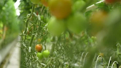 Tomato vines growing with support, clusters of ripe fruits in greenhouse Stock Footage 320400688