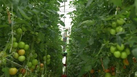 Tomato vines growing with support, clusters of ripe fruits in greenhouse Stock Footage 320400872