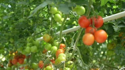 Tomato vines growing with support, clusters of ripe fruits in greenhouse Stock Footage 320401090
