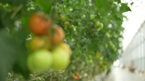 Tomato vines growing with support, clusters of ripe fruits in greenhouse Stock Footage 320401183