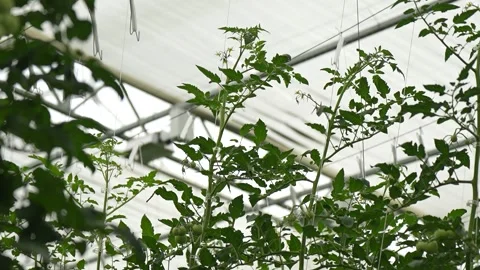 Tomato vines growing with support, clusters of ripe fruits in greenhouse Stock Footage 320401277