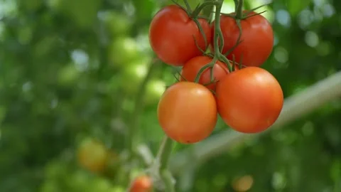 Tomato vines growing with support, clusters of ripe fruits in greenhouse Stock Footage 320401353