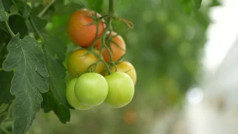 Tomato vines growing with support, clusters of ripe fruits in greenhouse Stock Footage 320401398