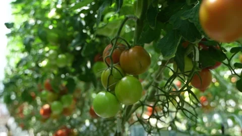 Tomato vines growing with support, clusters of ripe fruits in greenhouse Stock Footage 320401418