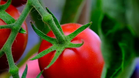 Tomato on the vinw Stock Footage 246550773