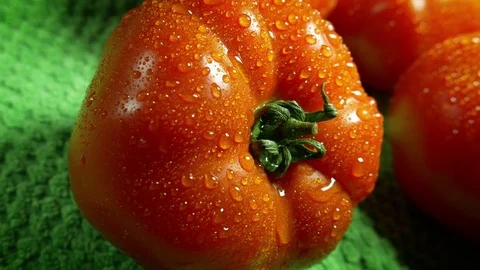 Tomato water fresh Stock Footage 75814066