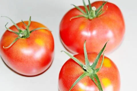 Tomato on a white background Stock Photos