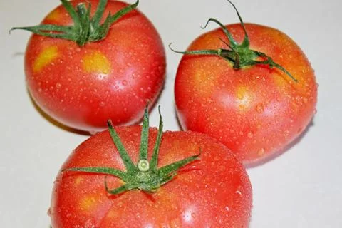 Tomato on a white background Stock Photos