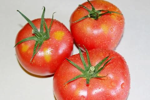 Tomato on a white background Stock Photos