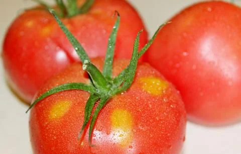 Tomato on a white background Stock Photos