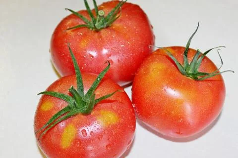 Tomato on a white background Stock Photos