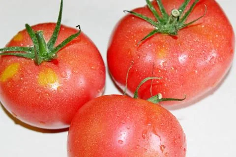 Tomato on a white background Stock Photos