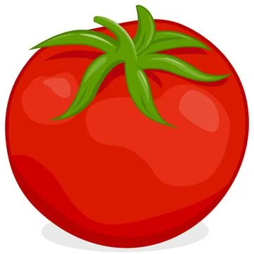 Tomato on white background. Vector illustration Illustrazione stock