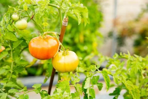 Tomato will sing on a branch Stock Photos