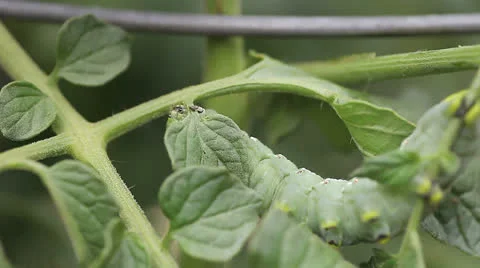 Tomato worm navigates plant Stock Footage 25911567