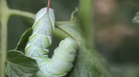 Tomato worm reversing direction Stock Footage 25912834