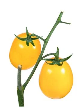 Tomato yellow, bunch isolate on a white background closeup. Stock Photos