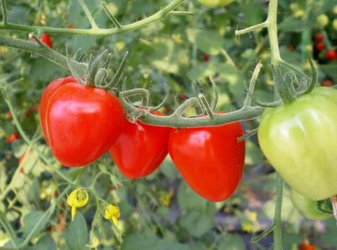 Tomatoberry Stock Photos