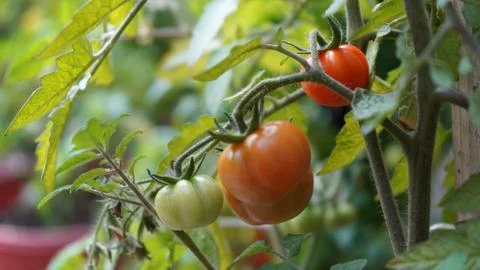 Tomatoe Stock Photos