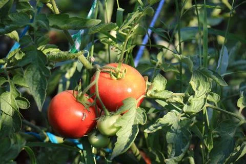 Tomatoes-2 Stock Photos