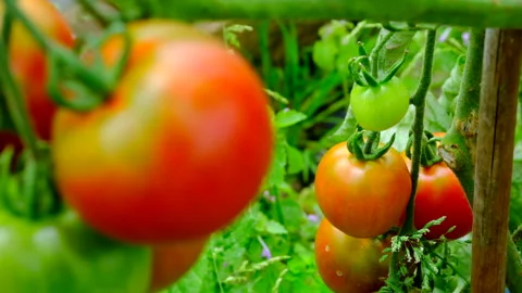 Tomatoes almost ripe Stock Footage 246548815