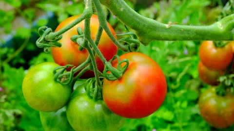Tomatoes almost ripened Stock Footage 246548459