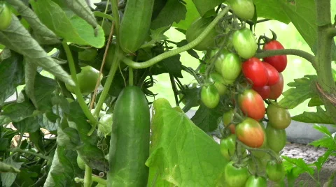 Tomatoes and cucumber Video stock 546777