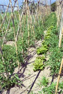 Tomatoes and lettuces Stock Photos