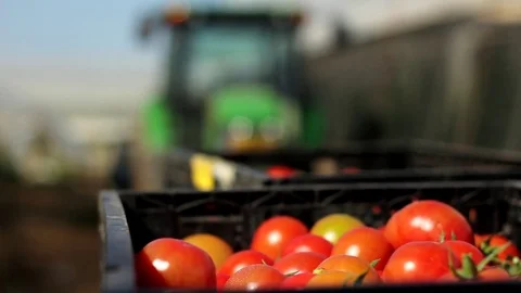 Tomatoes and tractor Stock Footage 83502085