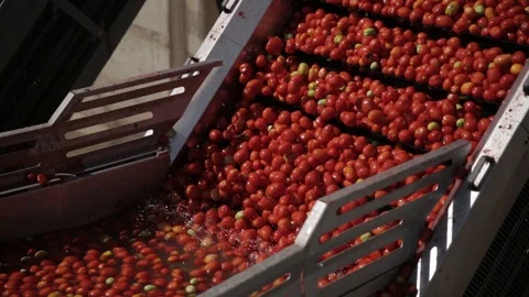 Tomatoes are moving along the conveyor Stock Footage
