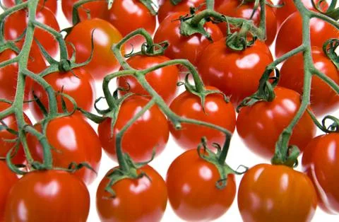 Tomatoes are put by numbers on branches Stock Photos