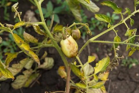 Tomatoes are sick in bed, dry and wilt, harvest dies,  fruits of tomatoes a.. Foto stock