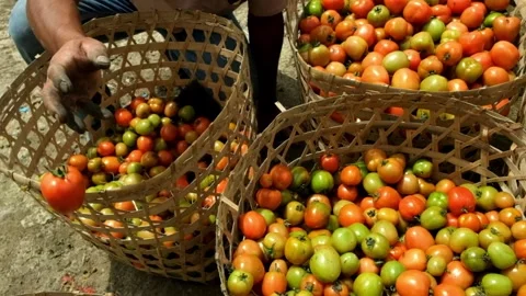 Tomatoes are sorted according to ripeness level Video stock 274863181