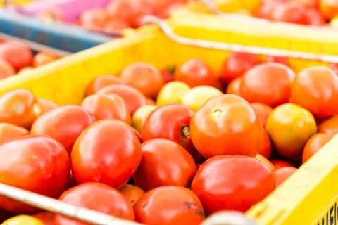 Tomatoes background. group of tomatoes Foto stock