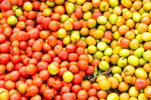 Tomatoes background. group of tomatoes Foto stock