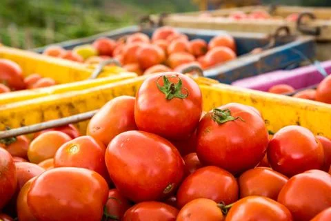Tomatoes background. group of tomatoes Foto stock