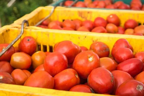 Tomatoes background. group of tomatoes Stock-Fotos