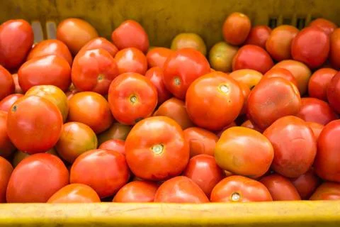 Tomatoes background. group of tomatoes Stock Photos