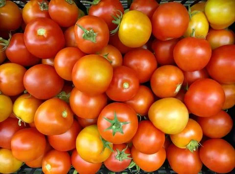 Tomatoes background Stock Photos