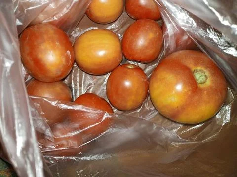 Tomatoes in a bag Stock-Fotos